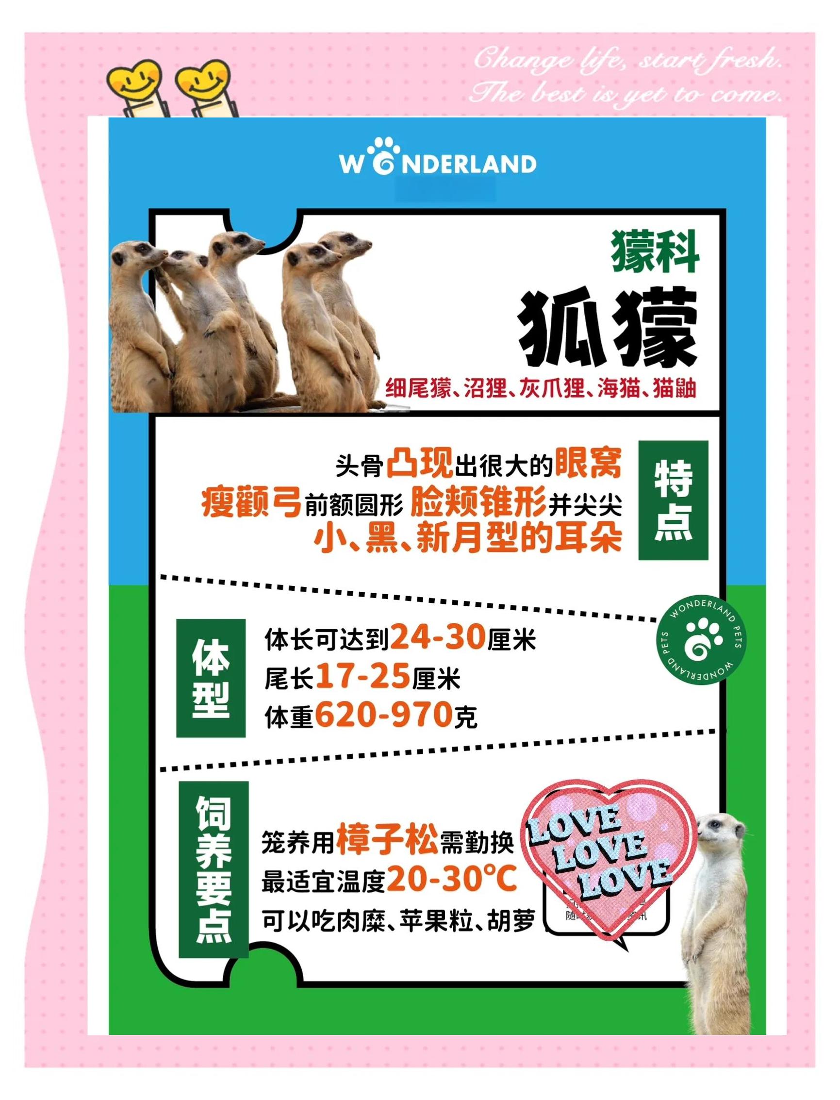 敏狐区别 狐狸敏捷吗 